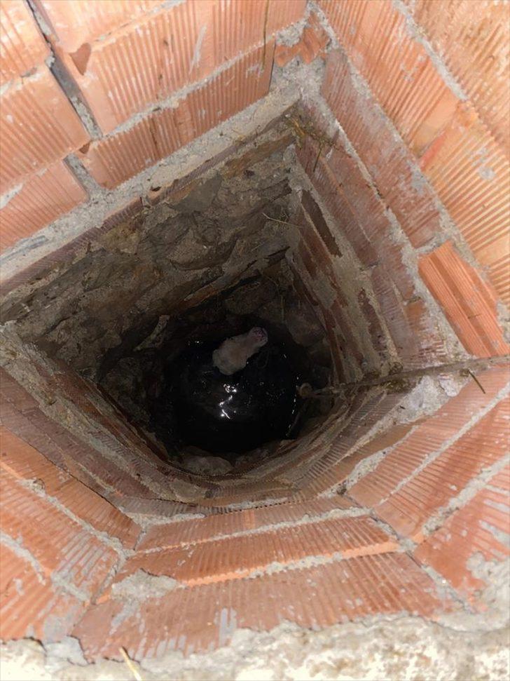 Bodrum'da kuyuya düşen buzağıyı itfaiye kurtardı G2