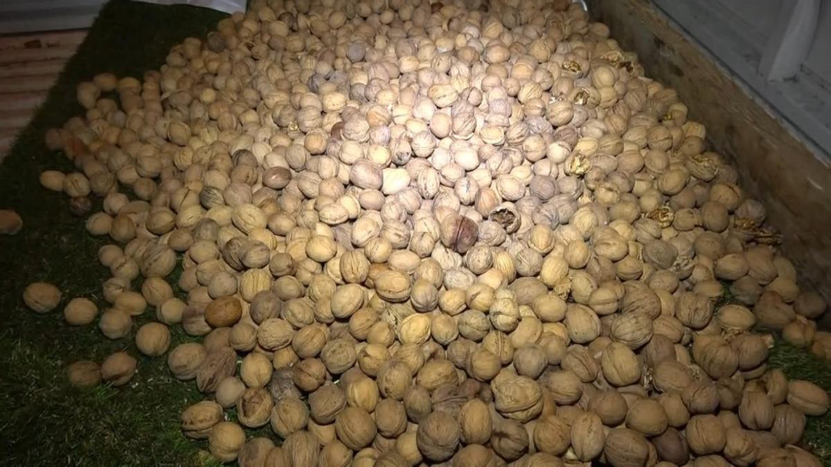 Cevizler arasında yarım kilogram bonzai ele ge&ccedil;irildi