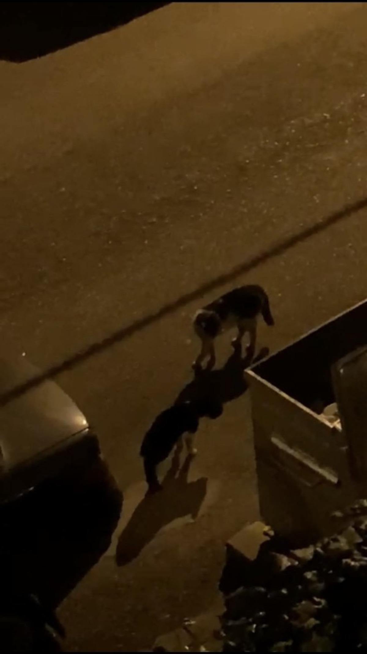 Ko&ccedil;ların kavgasından sonra kediler sahnede