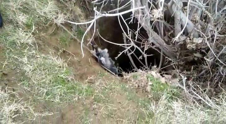 Siirt’te kör kuyuya düşen keçiyi AFAD ekipleri kurtardı G2