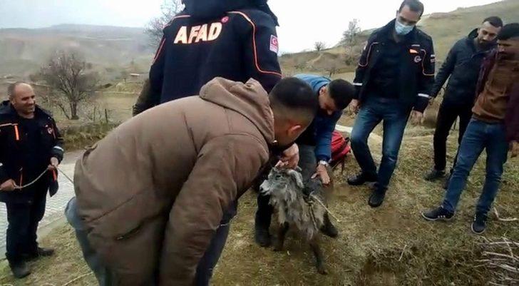 Siirt’te kör kuyuya düşen keçiyi AFAD ekipleri kurtardı G3