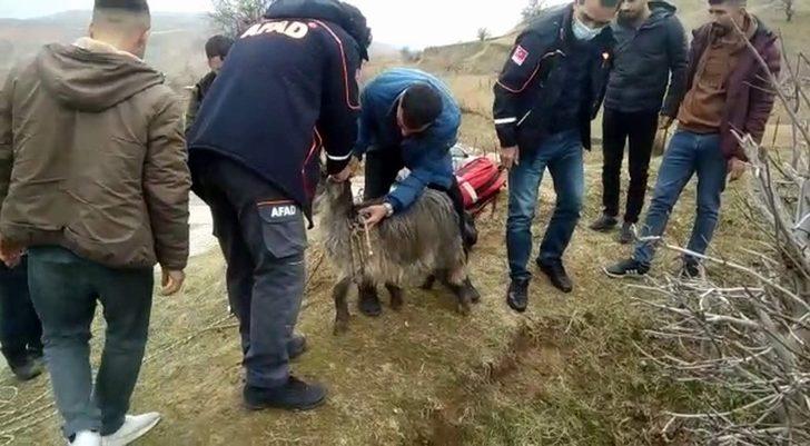 Siirt’te kör kuyuya düşen keçiyi AFAD ekipleri kurtardı G4