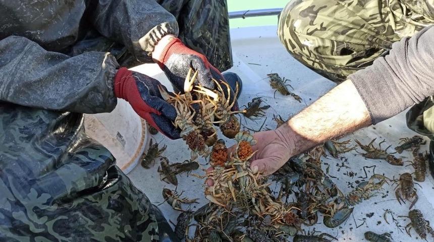 Eğirdir Gölü’nde kaçak avlanılan 300 kilogram canlı kerevit göle bırakıldı