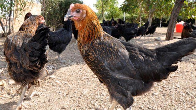 Büyükşehir’den hayvancılığa yeni destek