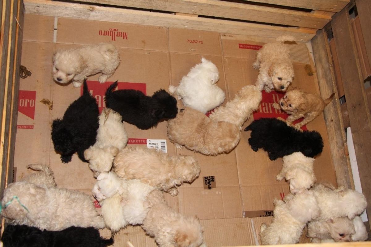 Kapıkule&rsquo;de 23 adet yavru k&ouml;pek ele ge&ccedil;irildi