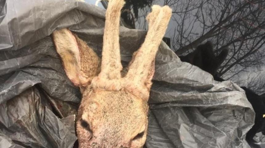 Avladıkları karacayı parçalayan 2 kişiye 7 bin 444 lira ceza