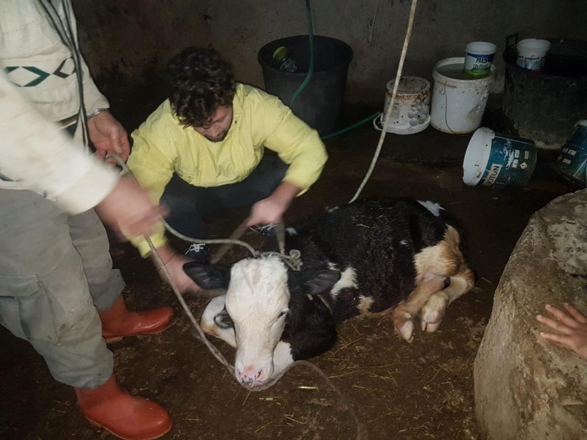 Kuyuya d&uuml;şen buzağıyı kurtarmak i&ccedil;in seferber oldular