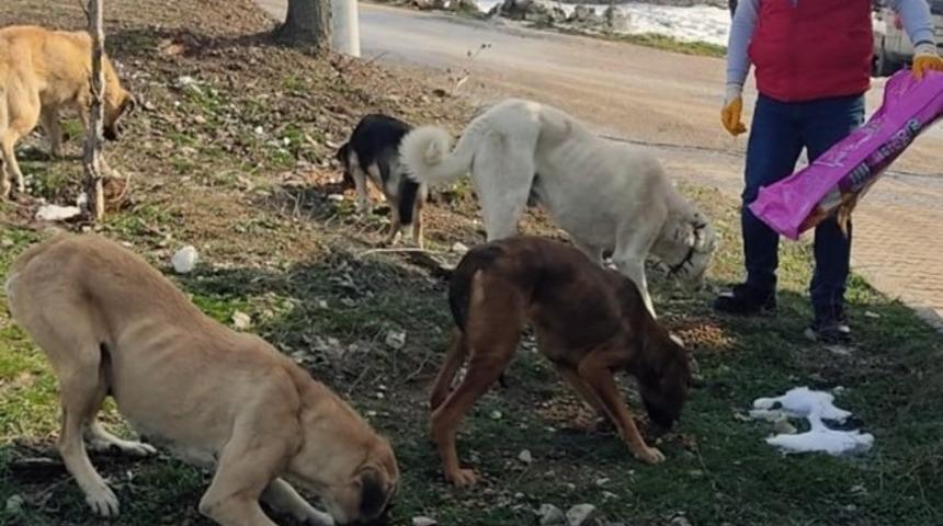 İl Özel İdaresi ekipleri doğaya sokak hayvanları için mama bırakıldı