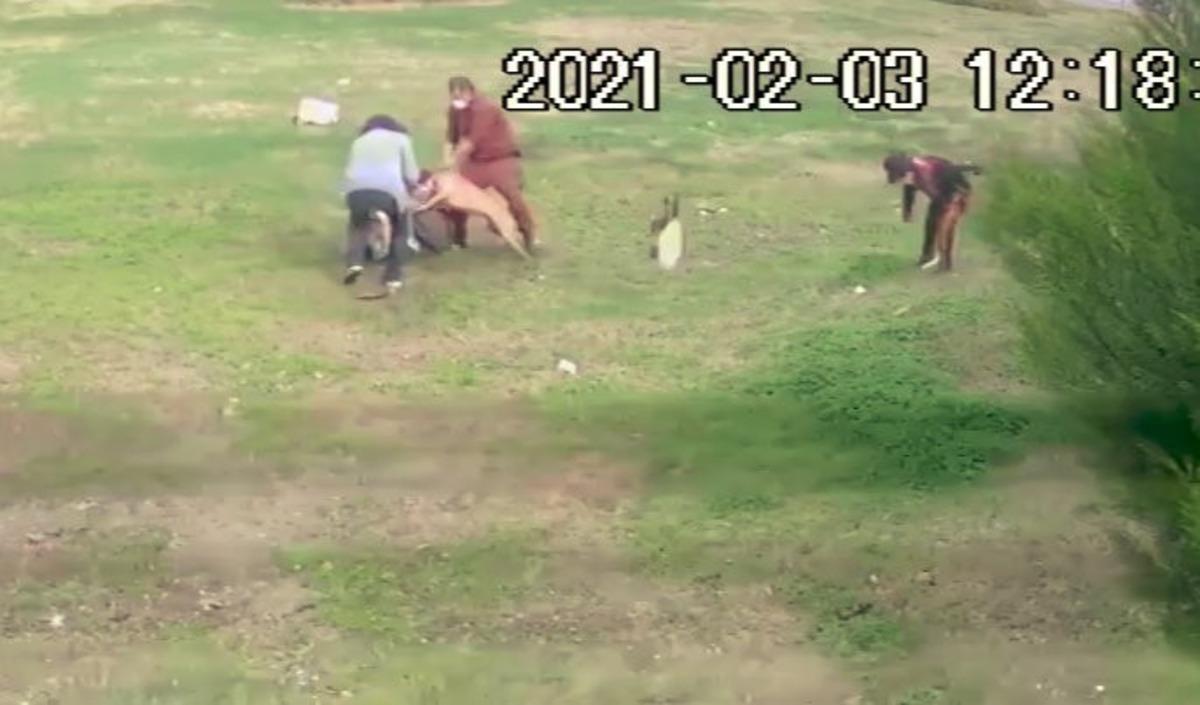 (&Ouml;zel) Antalya&rsquo;da Pitbull dehşeti