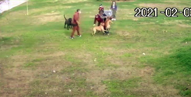 (Özel) Antalya’da Pitbull dehşeti G2