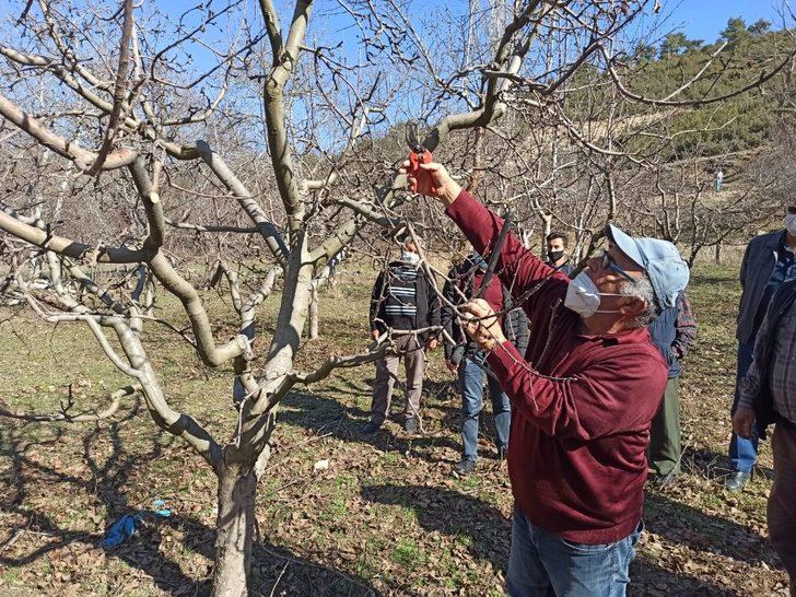 Korkuteli’de çiftçiye uygulamalı budama eğitimi G1