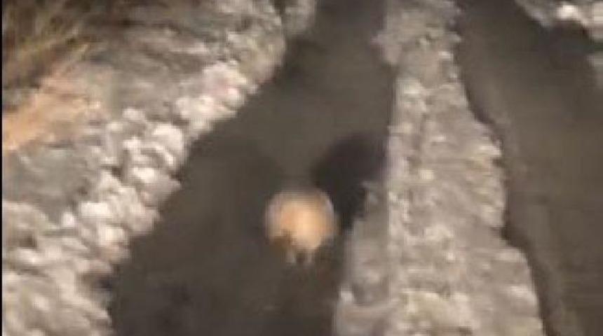 Kırmızı listedeki porsuk Sivas'ta görüntülendi