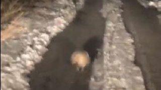 Kırmızı listedeki porsuk Sivas'ta görüntülendi