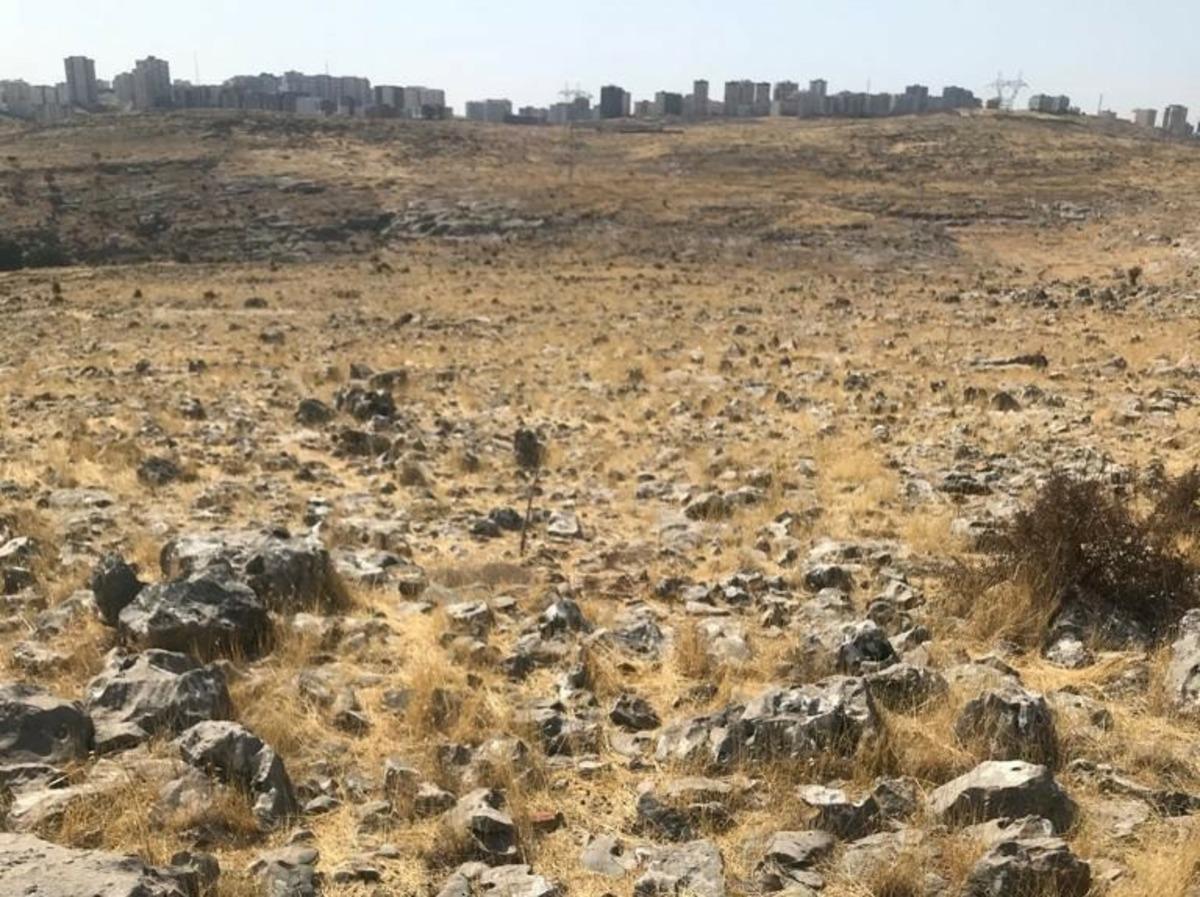 Mardin&rsquo;de 15 lavanta bah&ccedil;esi i&ccedil;in tarım alanı oluşturuldu