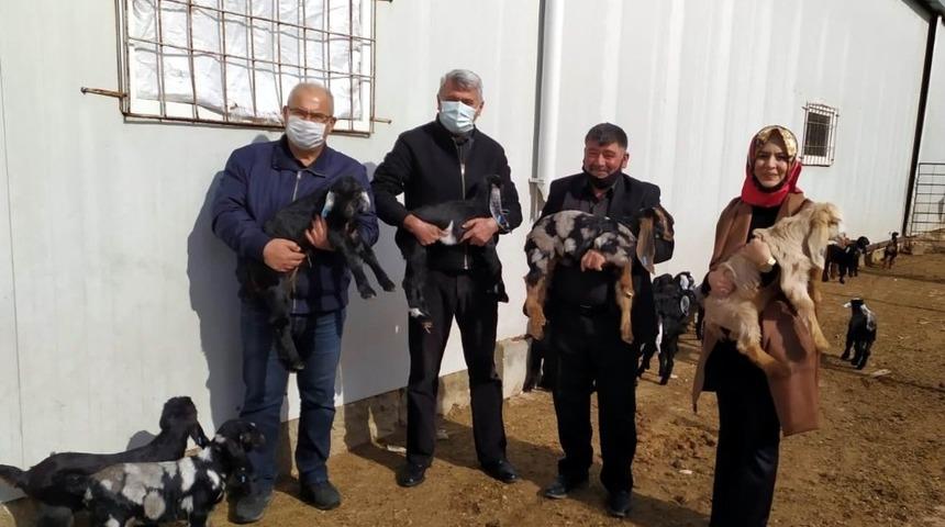 Kilis ke&ccedil;isi markalaşıyor