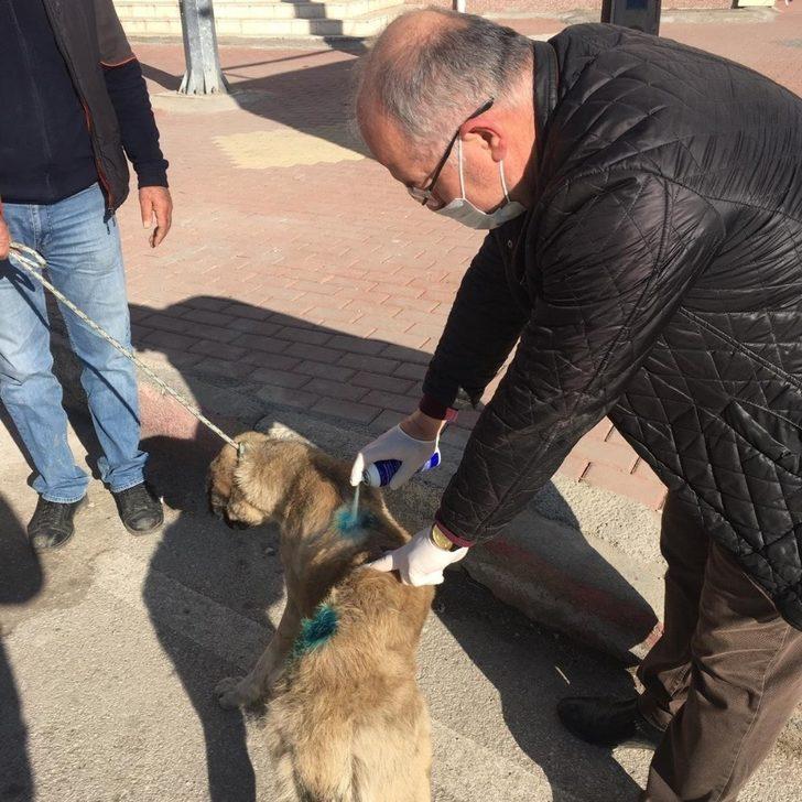 Tüfekle yaralanan köpek tedavi altına alındı G1
