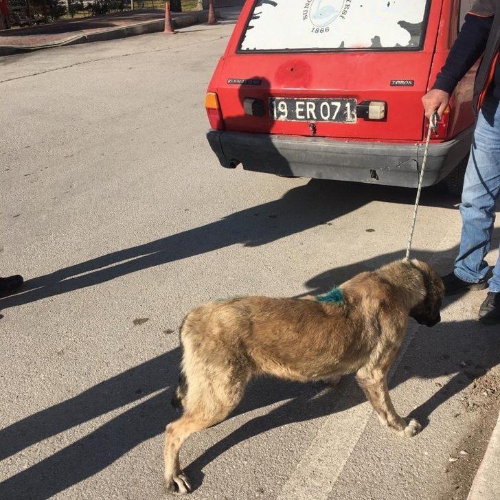 Tüfekle yaralanan köpek tedavi altına alındı G2