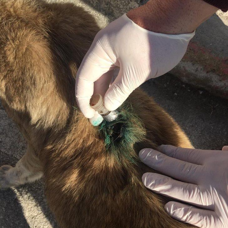 Tüfekle yaralanan köpek tedavi altına alındı G3