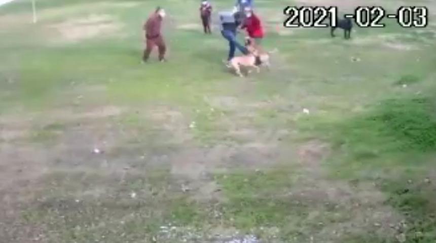 Manavgat'ta pitbull dehşeti: 3 kişi güçlükle ayırdı