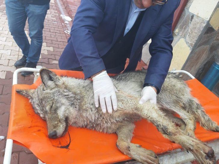 Yaralı kurt, hayvan bakımevinde tedavi altına alındı G1