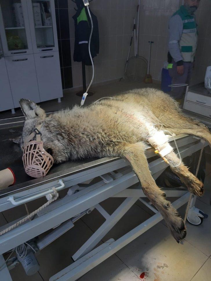 Yaralı kurt, hayvan bakımevinde tedavi altına alındı G2