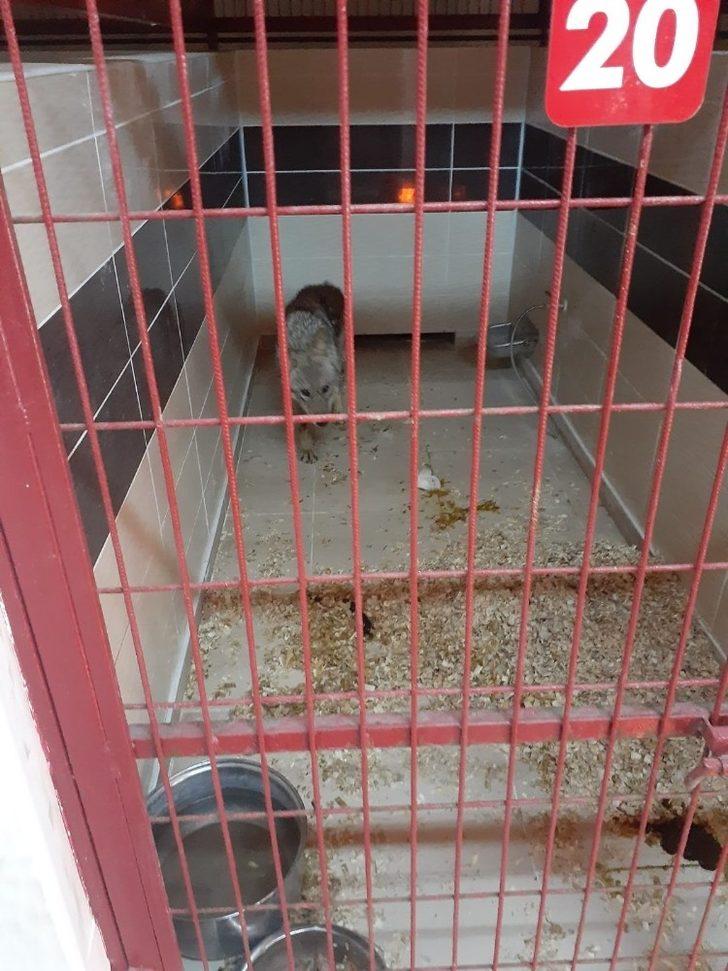 Yaralı kurt, hayvan bakımevinde tedavi altına alındı G3