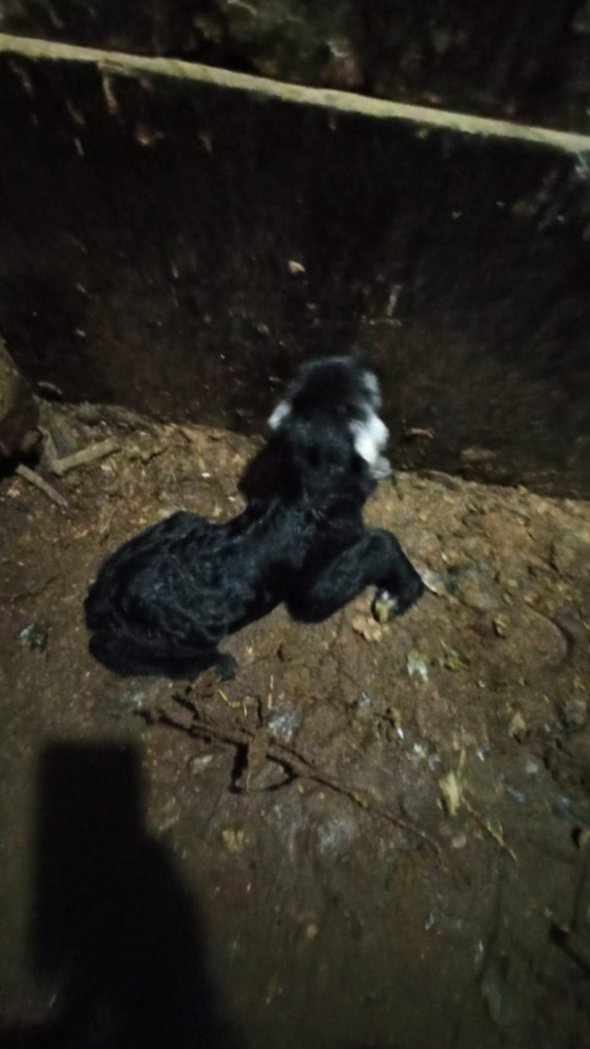 Uludere İl&ccedil;e Tarım ve Orman M&uuml;d&uuml;r&uuml; İnan, ke&ccedil;iyi sezaryenle doğurttu