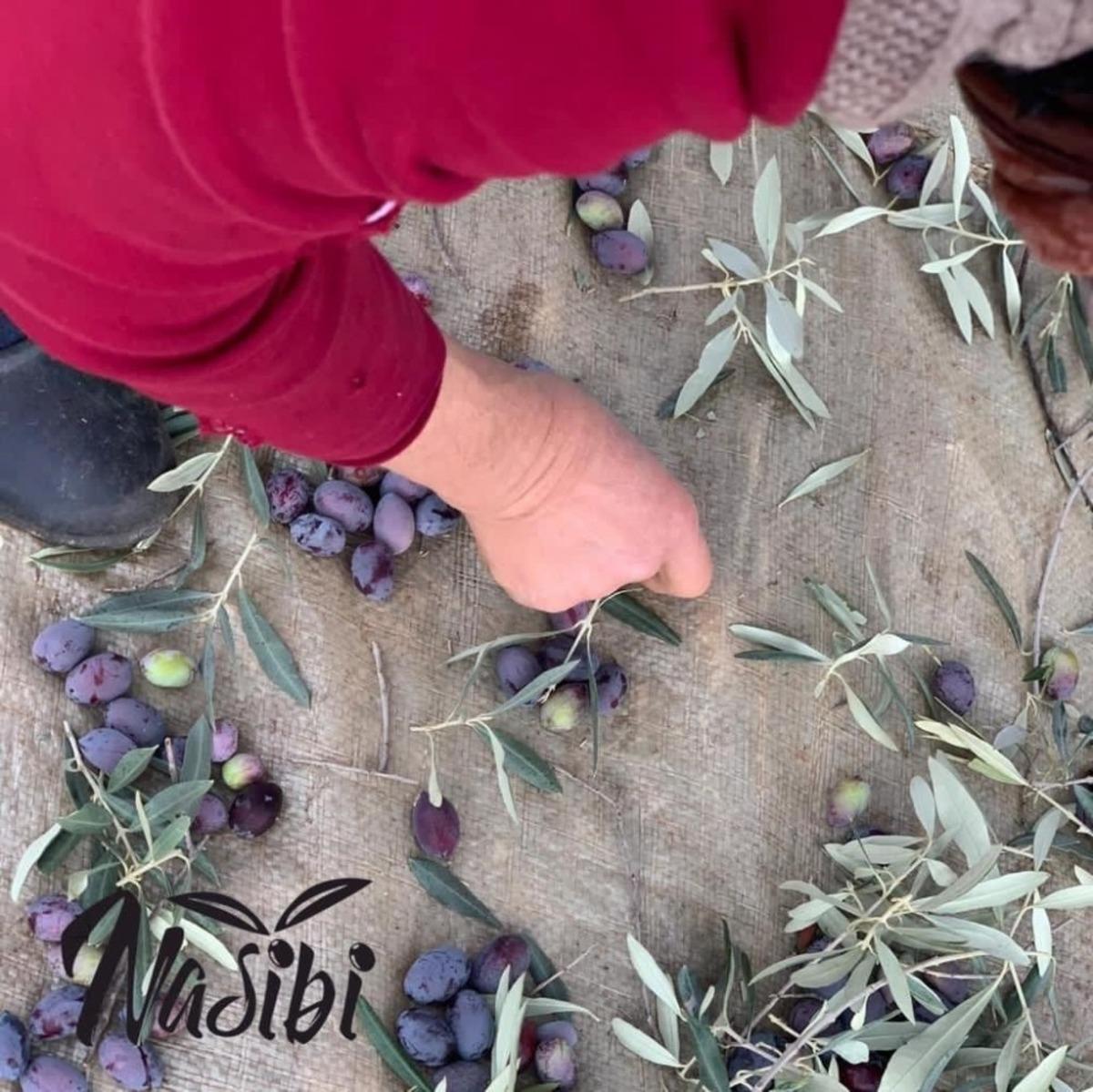 Londra&rsquo;da dil eğitimi aldı, baba ocağına d&ouml;n&uuml;p zeytinyağı işine girdi