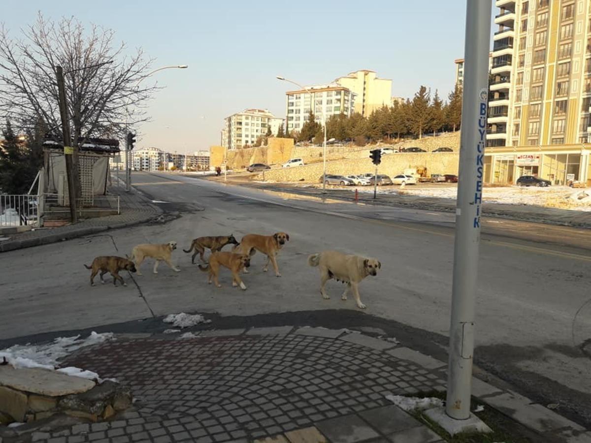 Kadın, k&ouml;peklerin saldırısında yaralandı