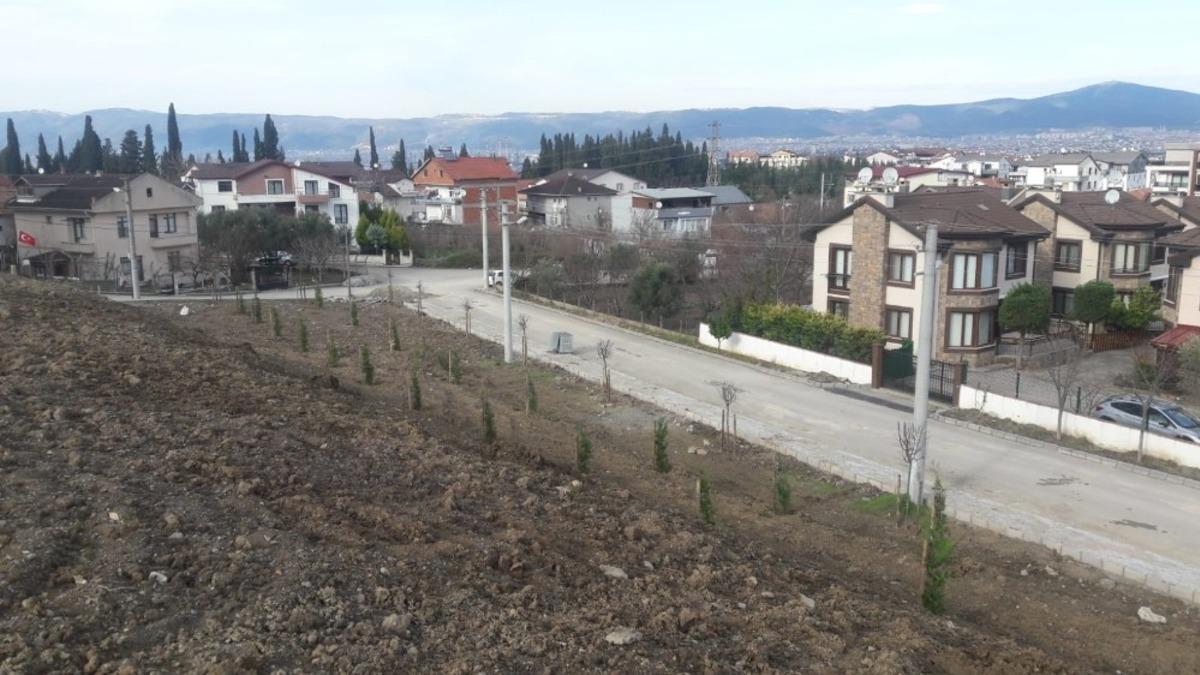 Değirmendere kestanelik alanı ağa&ccedil;landırıldı
