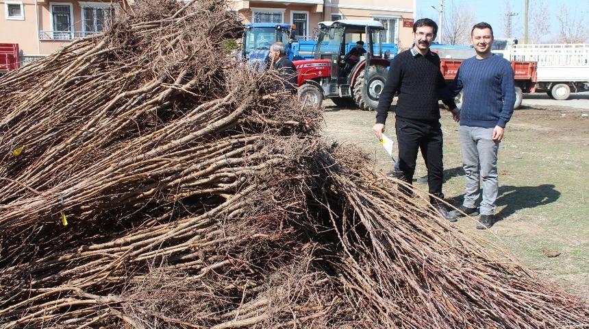 Iğdır&rsquo;da y&uuml;zde 60 hibeli kayısı fidanı dağıtımı