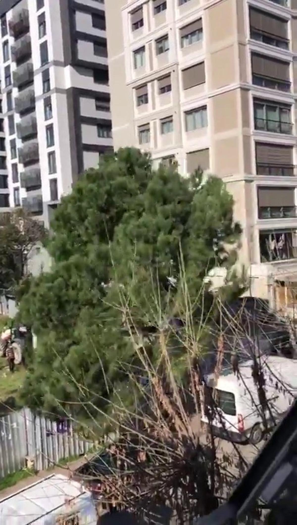 Kadık&ouml;y&rsquo;de 100 yıllık ağa&ccedil; kesim gerginliği
