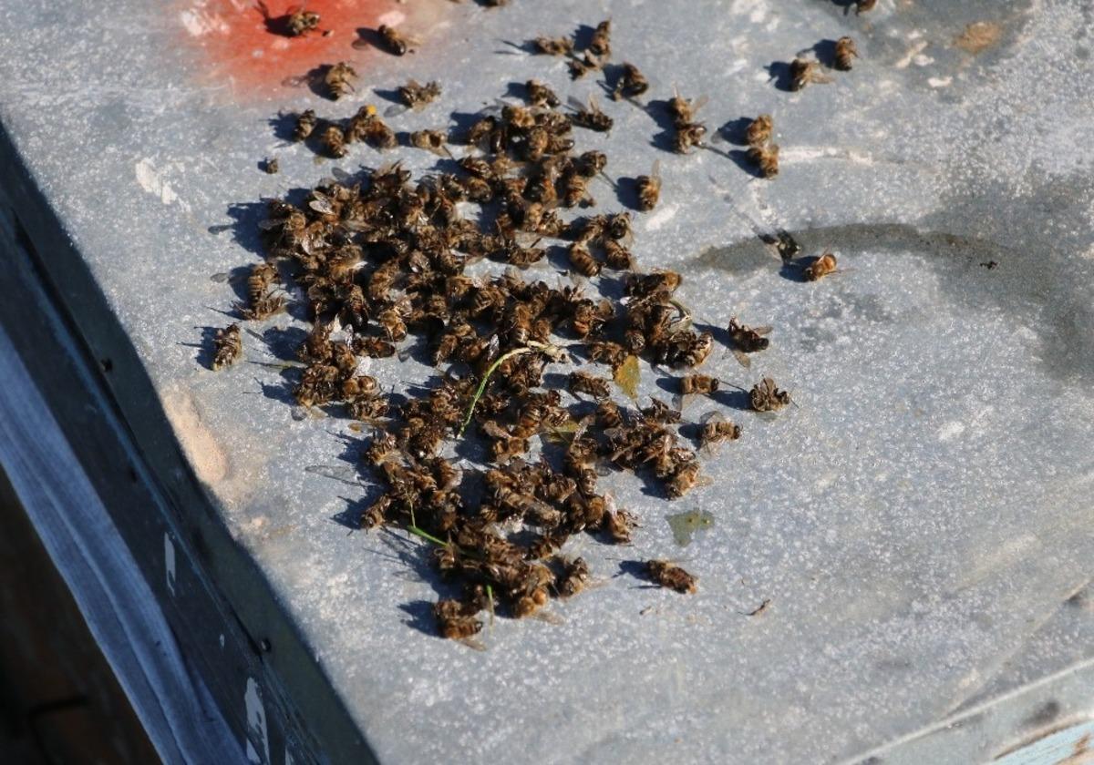 TAB Genel Başkanı Şahin; "Arılarımız &ouml;lmesin"