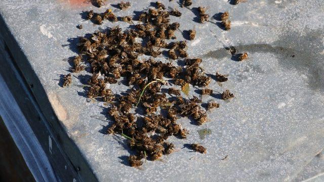 TAB Genel Başkanı Şahin; Arılarımız ölmesin