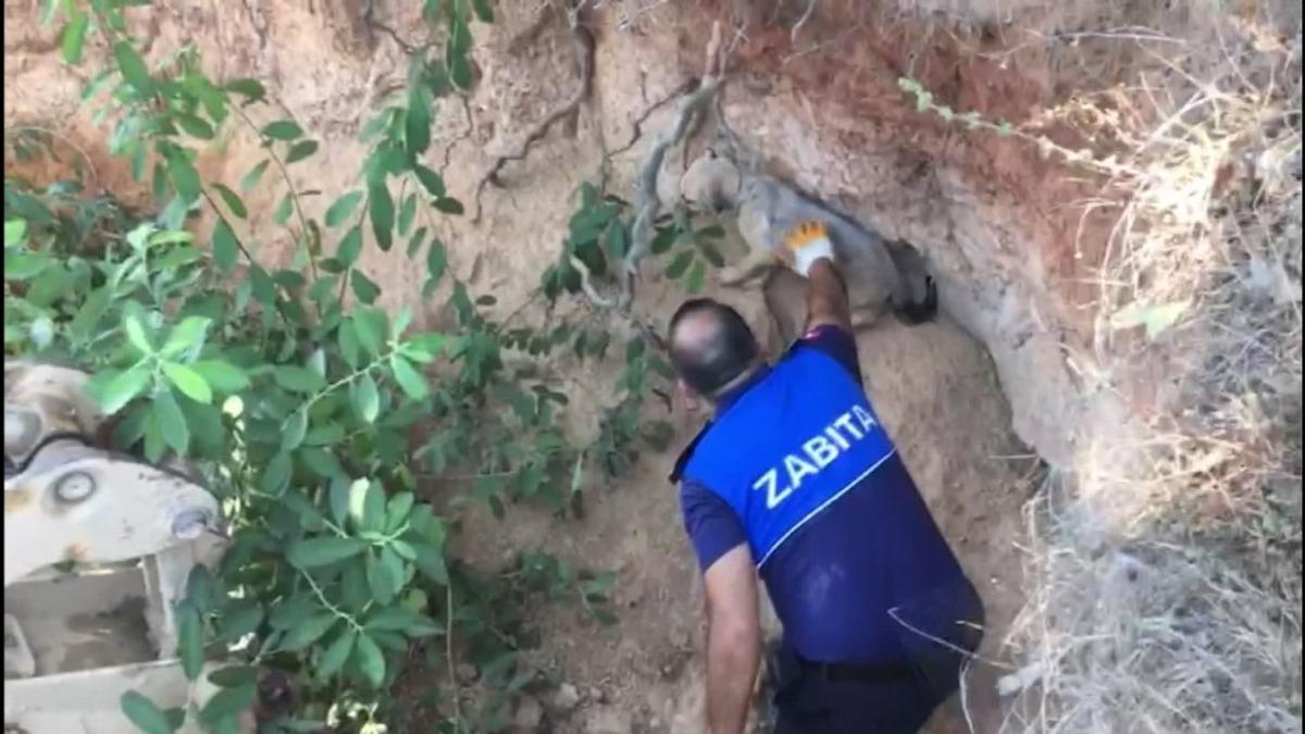 Ka&ccedil;ak define arama &ccedil;ukuruna d&uuml;şen k&ouml;pek kurtarıldı