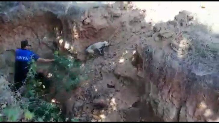 Kaçak define arama çukuruna düşen köpek kurtarıldı G2