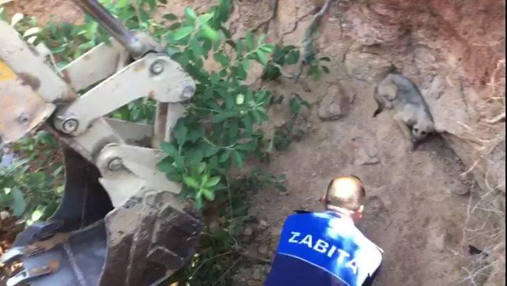 Kaçak define arama çukuruna düşen köpek kurtarıldı G5