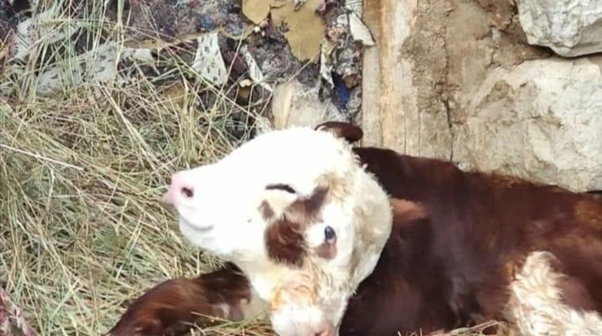 Çift başlı doğan buzağı görenler şaşkına döndü