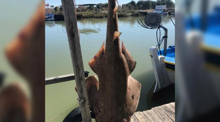 Profesörden melek balığının avlanmasına tepki