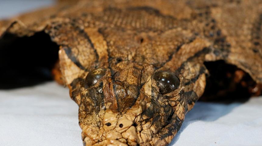 Şanlıurfa'da ele geçirildi! Ortaçağ'a ait ve 4 metre uzunluğunda