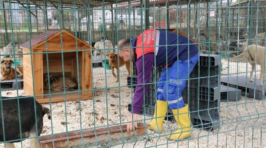 Hatay Büyükşehir Belediyesi, Yayladağı’na yeni hayvan barınağı açıyor