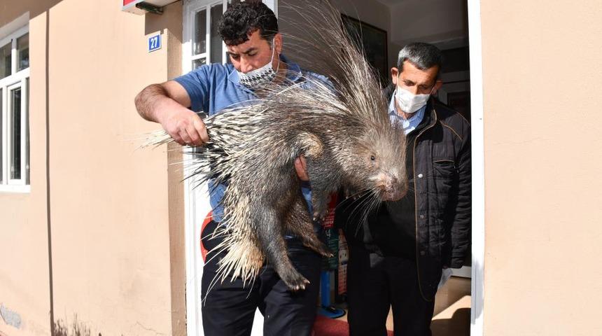 Koruma altındaki oklu kirpi yaralı halde bulundu