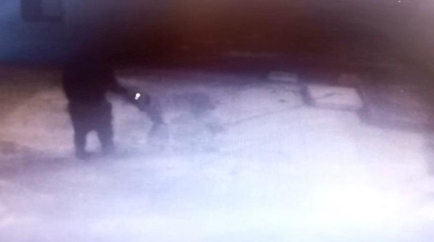 Mersin’de köpek hırsızlığı kameraya yansıdı