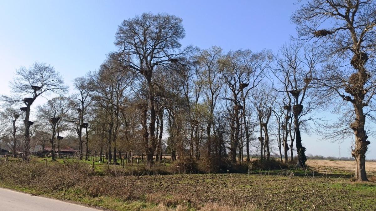 Leylek Ormanı misafirlerini bekliyor