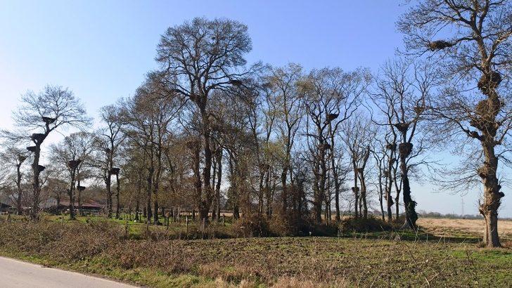 Leylek Ormanı misafirlerini bekliyor G1