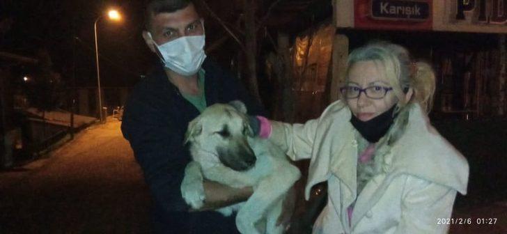 Yaralı köpekler özel izinle İstanbul’a tedavi için götürüldü G1