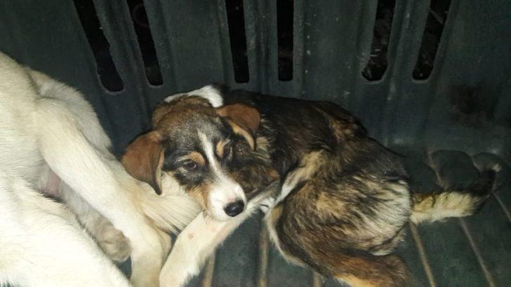 Yaralı köpekler özel izinle İstanbul’a tedavi için götürüldü G2