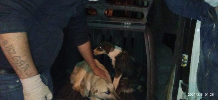 Yaralı köpekler özel izinle İstanbul’a tedavi için götürüldü G3