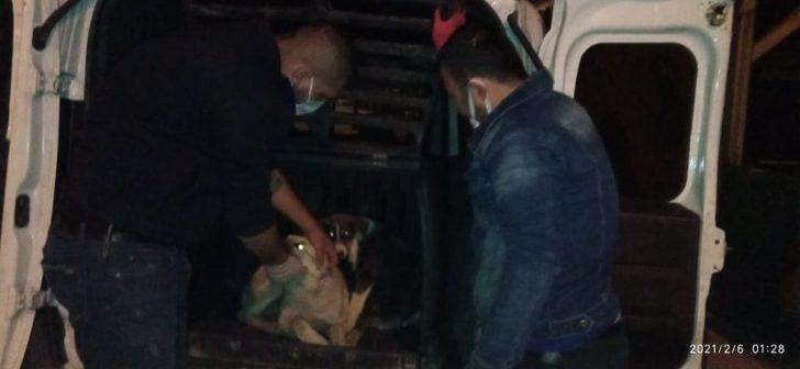 Yaralı köpekler özel izinle İstanbul’a tedavi için götürüldü G4