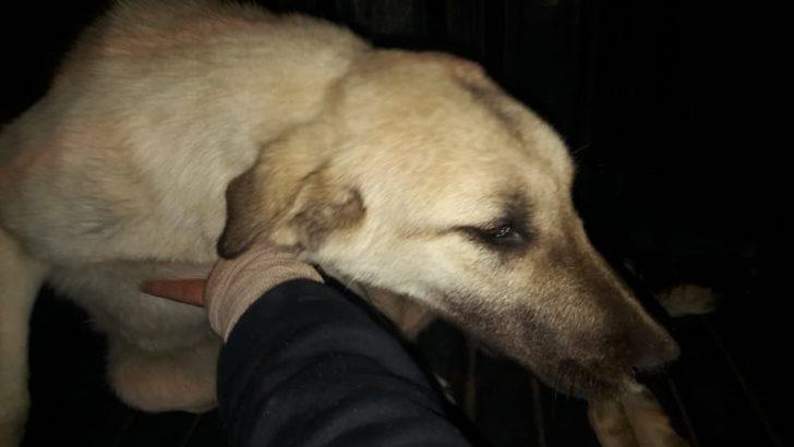 Yaralı köpekler özel izinle İstanbul’a tedavi için götürüldü G5